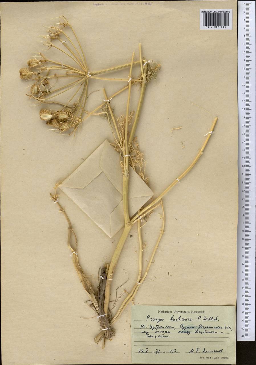 Prangos bucharica B. Fedtsch., Middle Asia, Pamir & Pamiro-Alai (M2) (Uzbekistan)