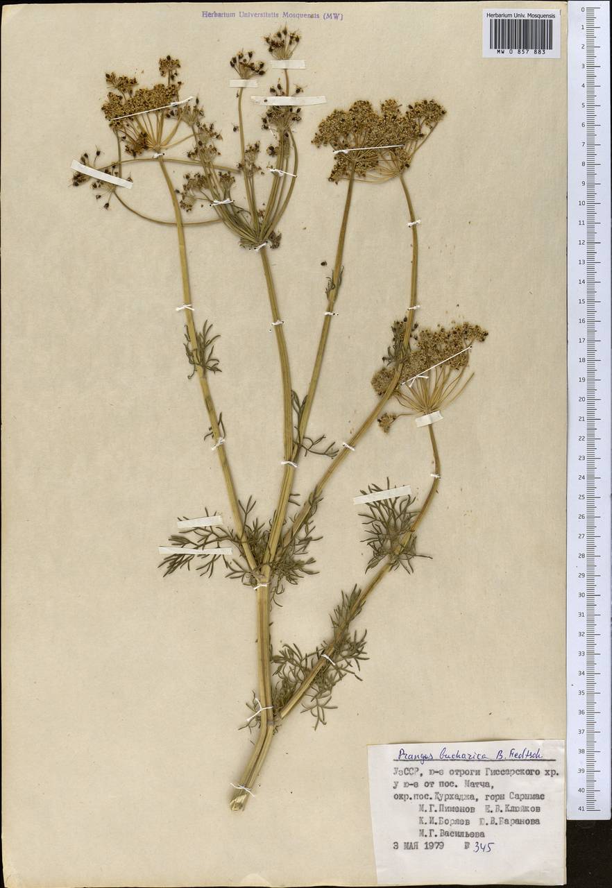 Prangos bucharica B. Fedtsch., Middle Asia, Pamir & Pamiro-Alai (M2) (Uzbekistan)