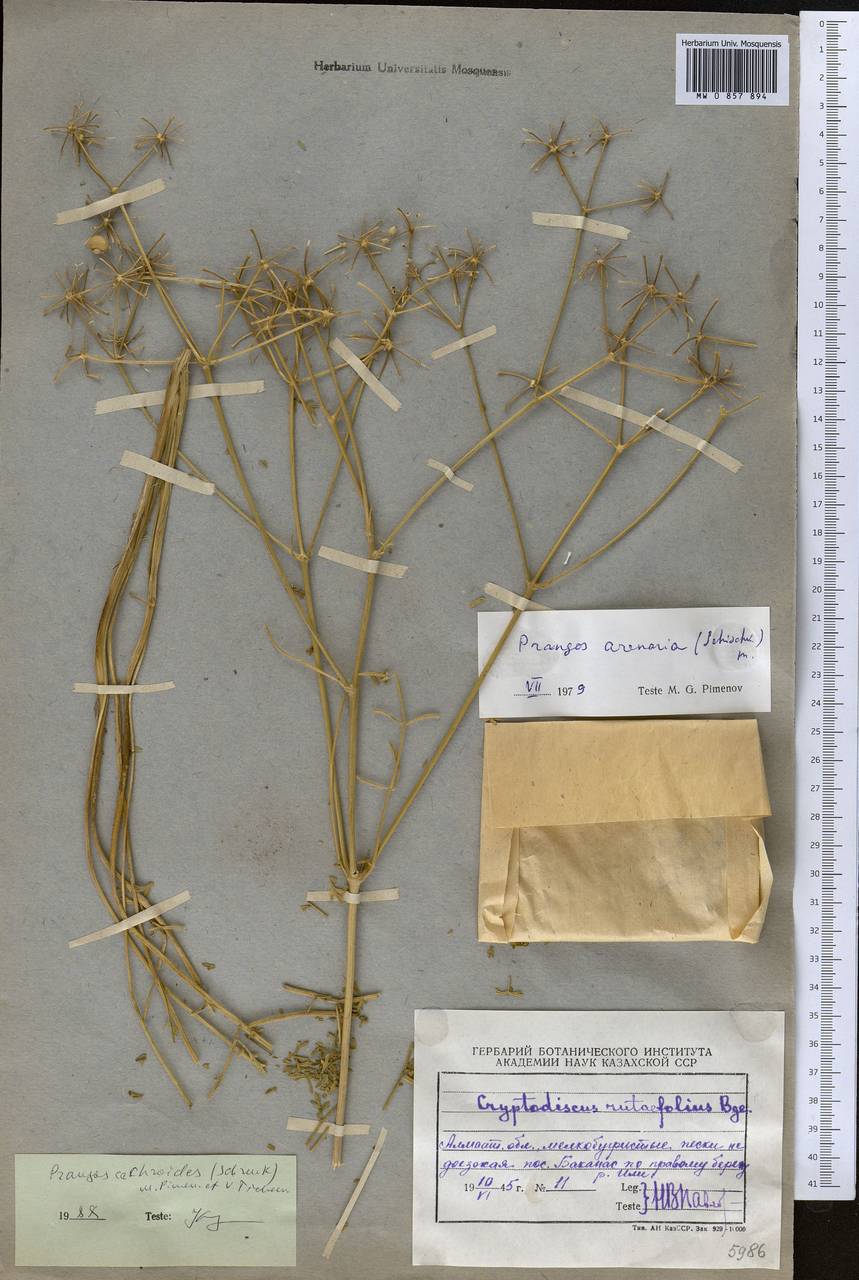 Prangos cachroides (Schrenk) Pimenov & V. N. Tikhom., Middle Asia, Muyunkumy, Balkhash & Betpak-Dala (M9) (Kazakhstan)