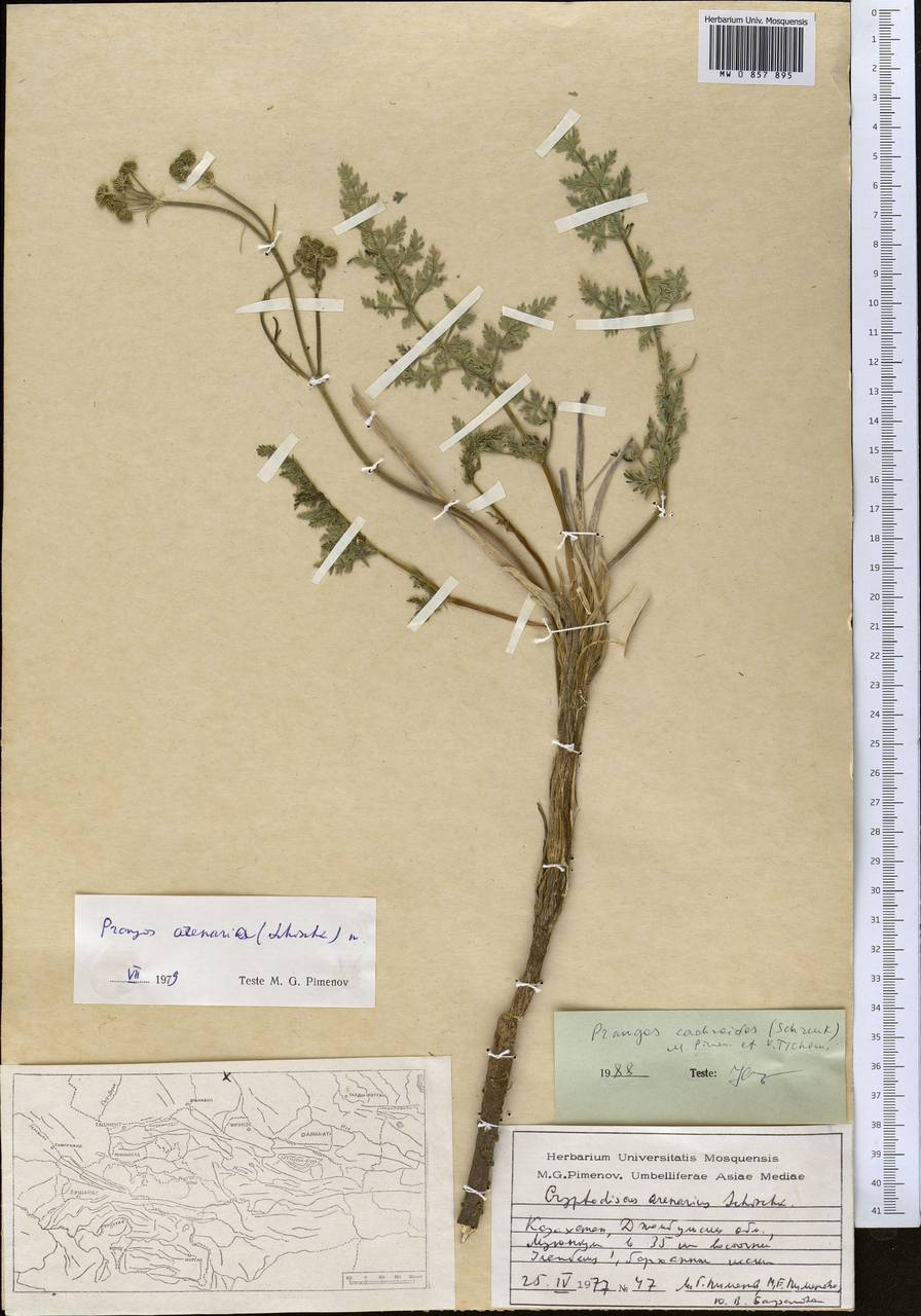 Prangos cachroides (Schrenk) Pimenov & V. N. Tikhom., Middle Asia, Syr-Darian deserts & Kyzylkum (M7) (Kazakhstan)