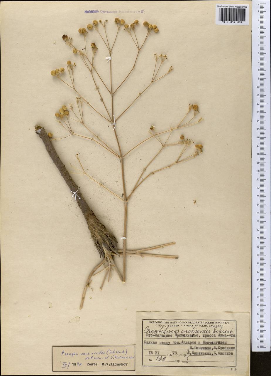 Prangos cachroides (Schrenk) Pimenov & V. N. Tikhom., Middle Asia, Muyunkumy, Balkhash & Betpak-Dala (M9) (Kazakhstan)