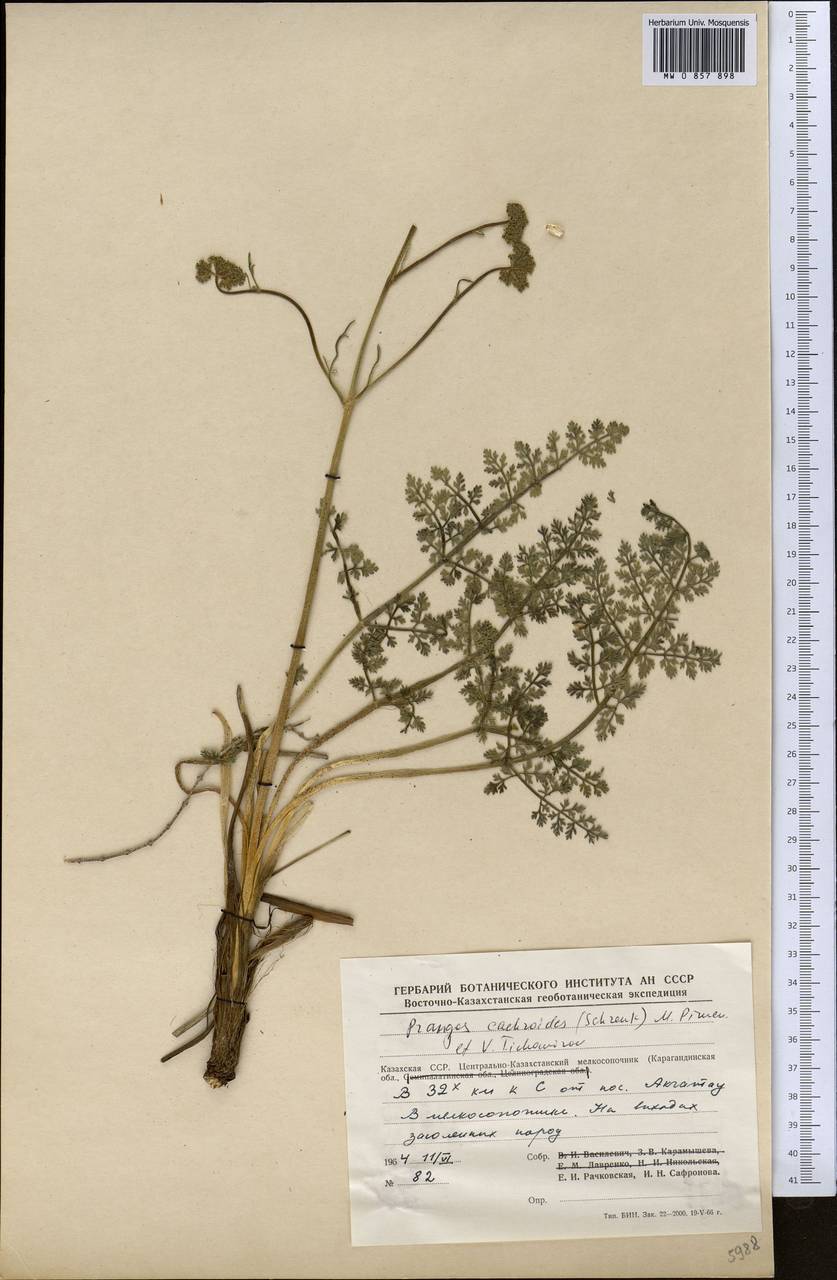 Prangos cachroides (Schrenk) Pimenov & V. N. Tikhom., Middle Asia, Muyunkumy, Balkhash & Betpak-Dala (M9) (Kazakhstan)