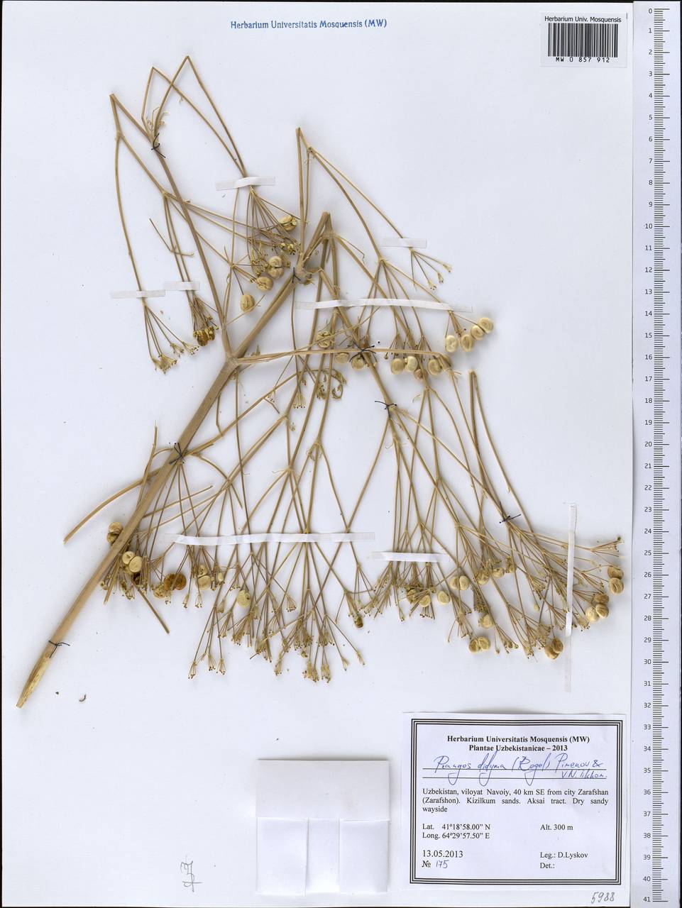 Prangos didyma (Regel) Pimenov & V. N. Tikhom., Middle Asia, Syr-Darian deserts & Kyzylkum (M7) (Uzbekistan)