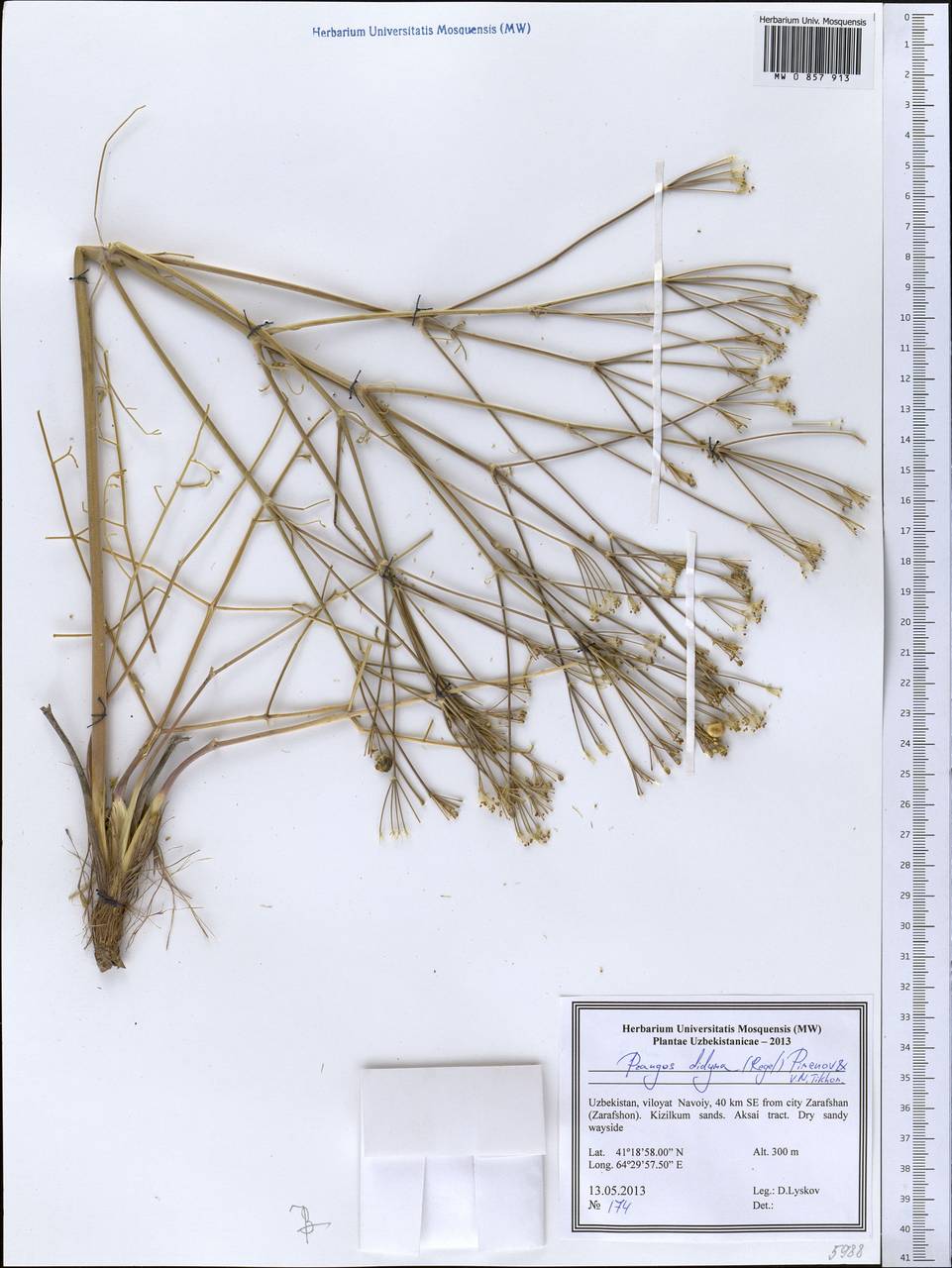 Prangos didyma (Regel) Pimenov & V. N. Tikhom., Middle Asia, Syr-Darian deserts & Kyzylkum (M7) (Uzbekistan)