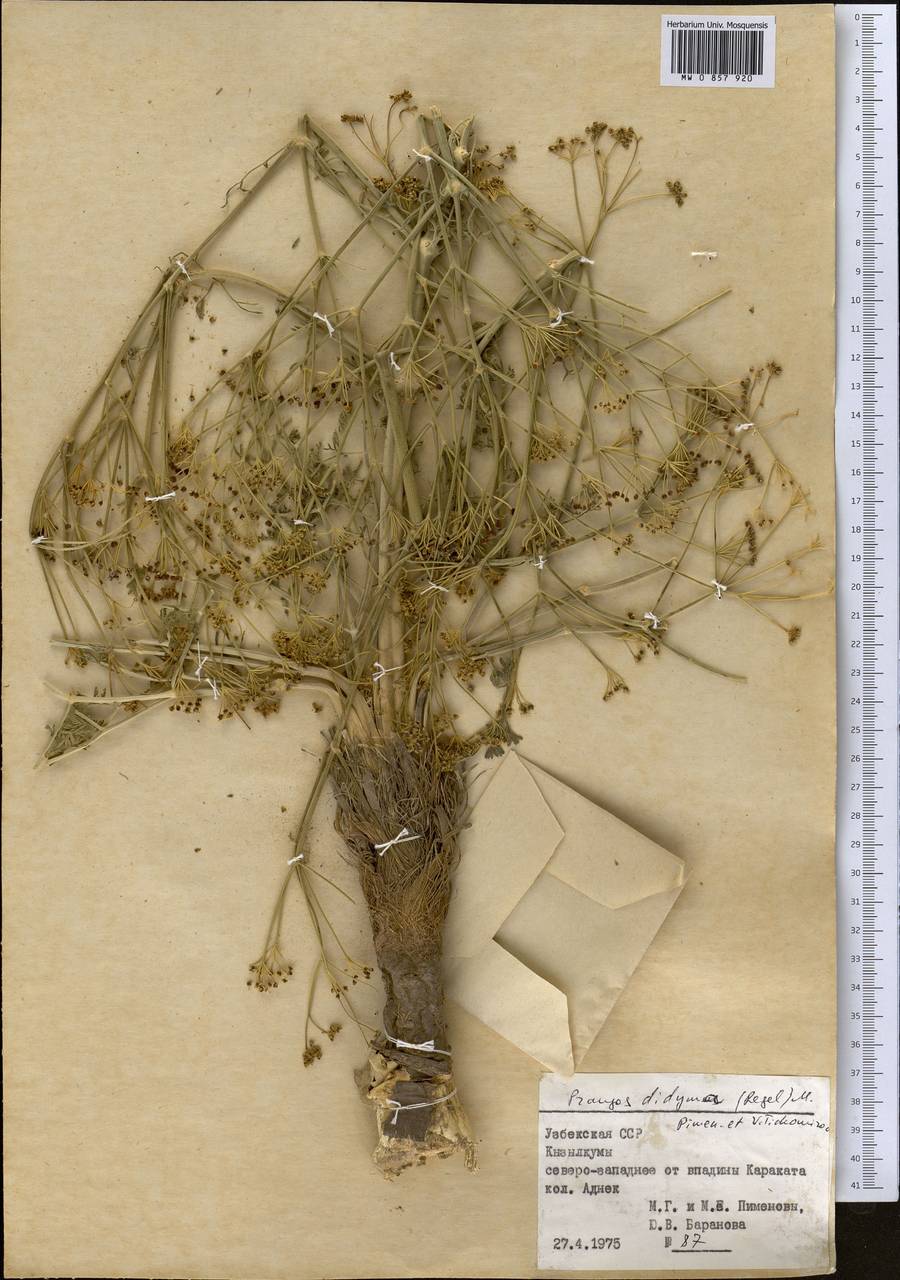 Prangos didyma (Regel) Pimenov & V. N. Tikhom., Middle Asia, Syr-Darian deserts & Kyzylkum (M7) (Uzbekistan)