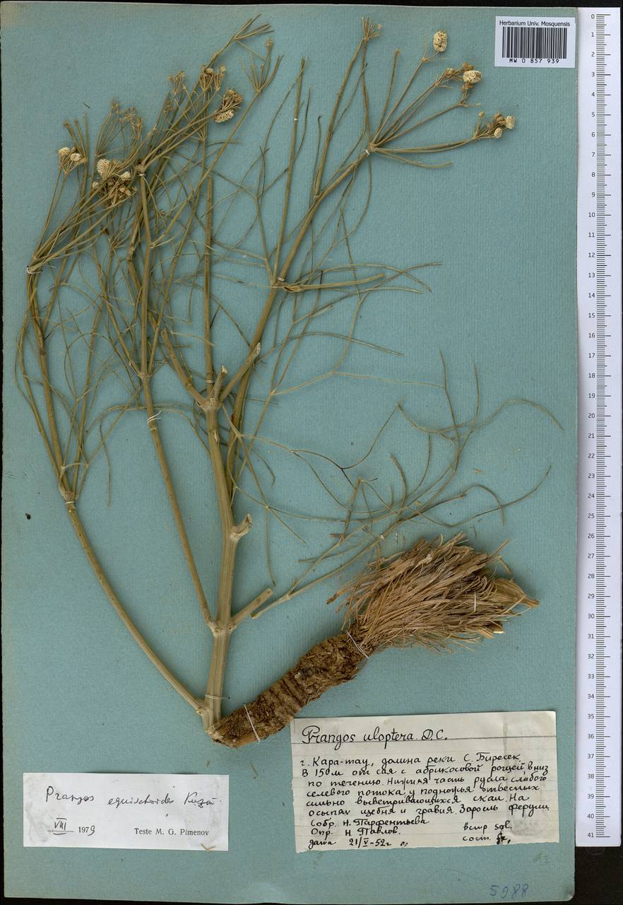 Prangos equisetoides Kuzmina, Middle Asia, Western Tian Shan & Karatau (M3) (Kazakhstan)