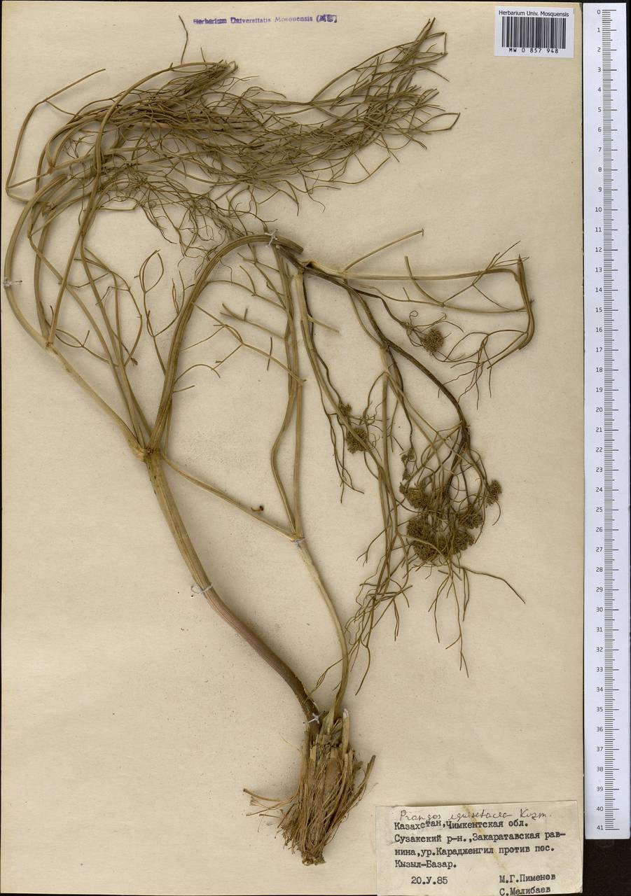 Prangos equisetoides Kuzmina, Middle Asia, Muyunkumy, Balkhash & Betpak-Dala (M9) (Kazakhstan)