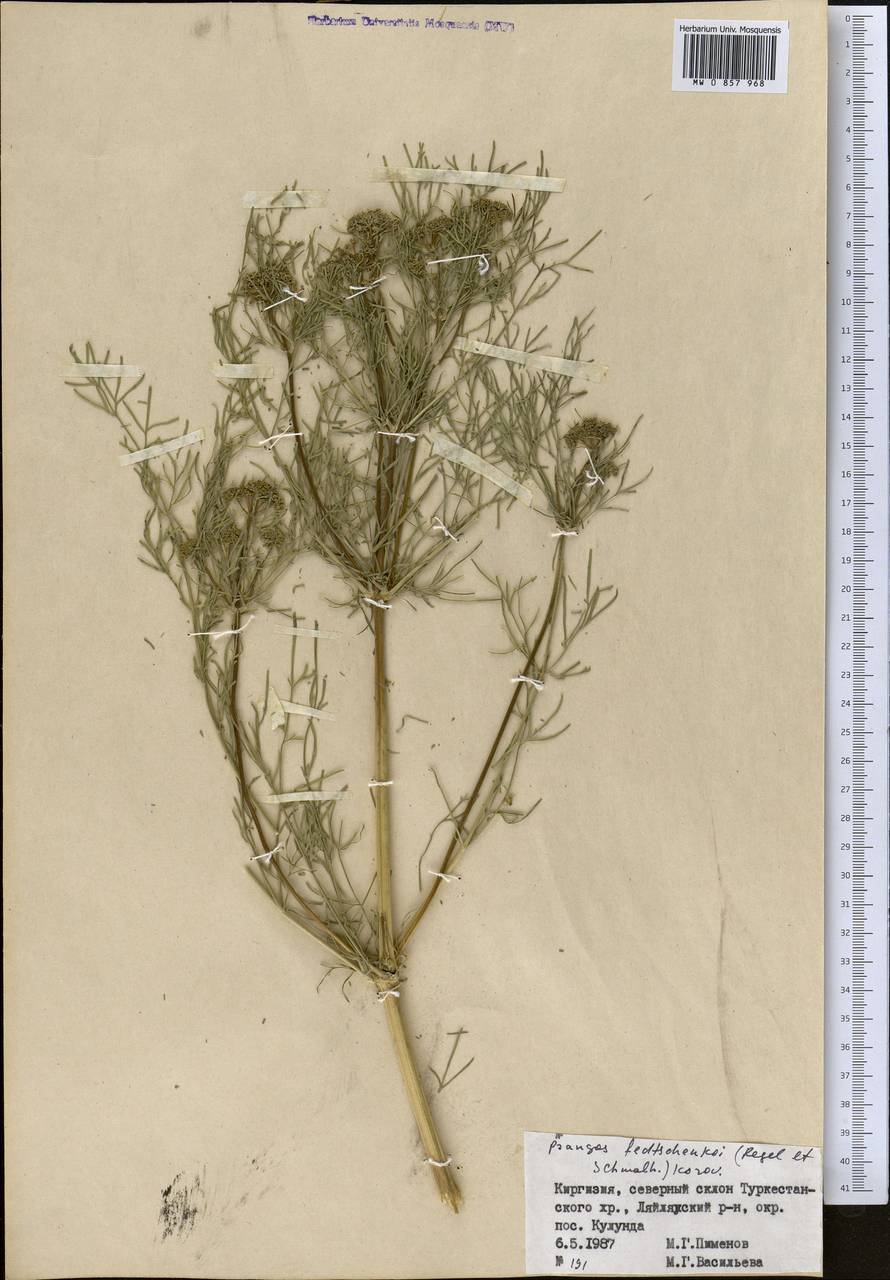 Prangos pabularia subsp. pabularia, Middle Asia, Pamir & Pamiro-Alai (M2) (Kyrgyzstan)