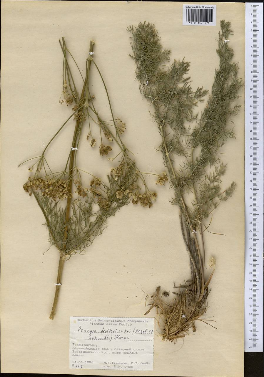 Prangos pabularia subsp. pabularia, Middle Asia, Pamir & Pamiro-Alai (M2) (Tajikistan)