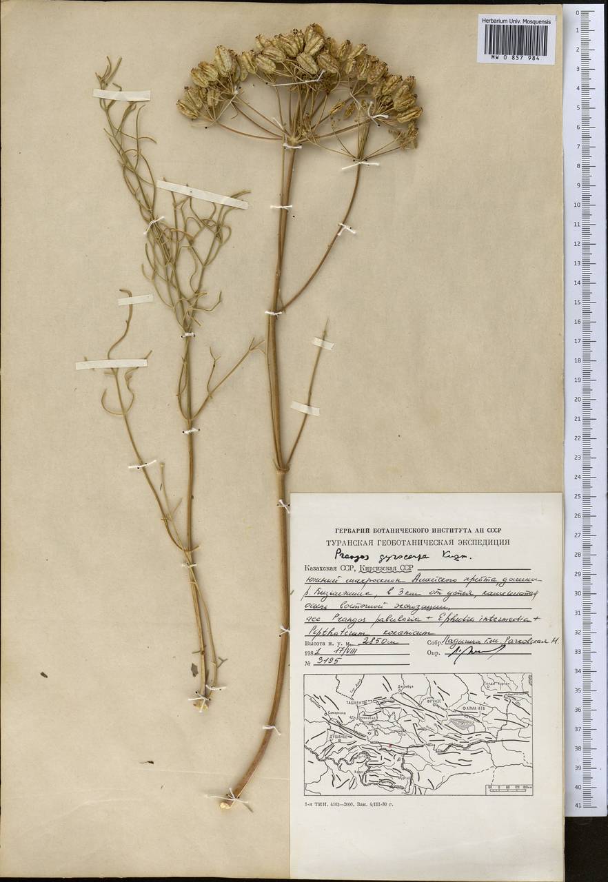 Prangos pabularia subsp. gyrocarpa (G.A.Kuzmina) Lyskov & Pimenov, Middle Asia, Pamir & Pamiro-Alai (M2) (Kyrgyzstan)
