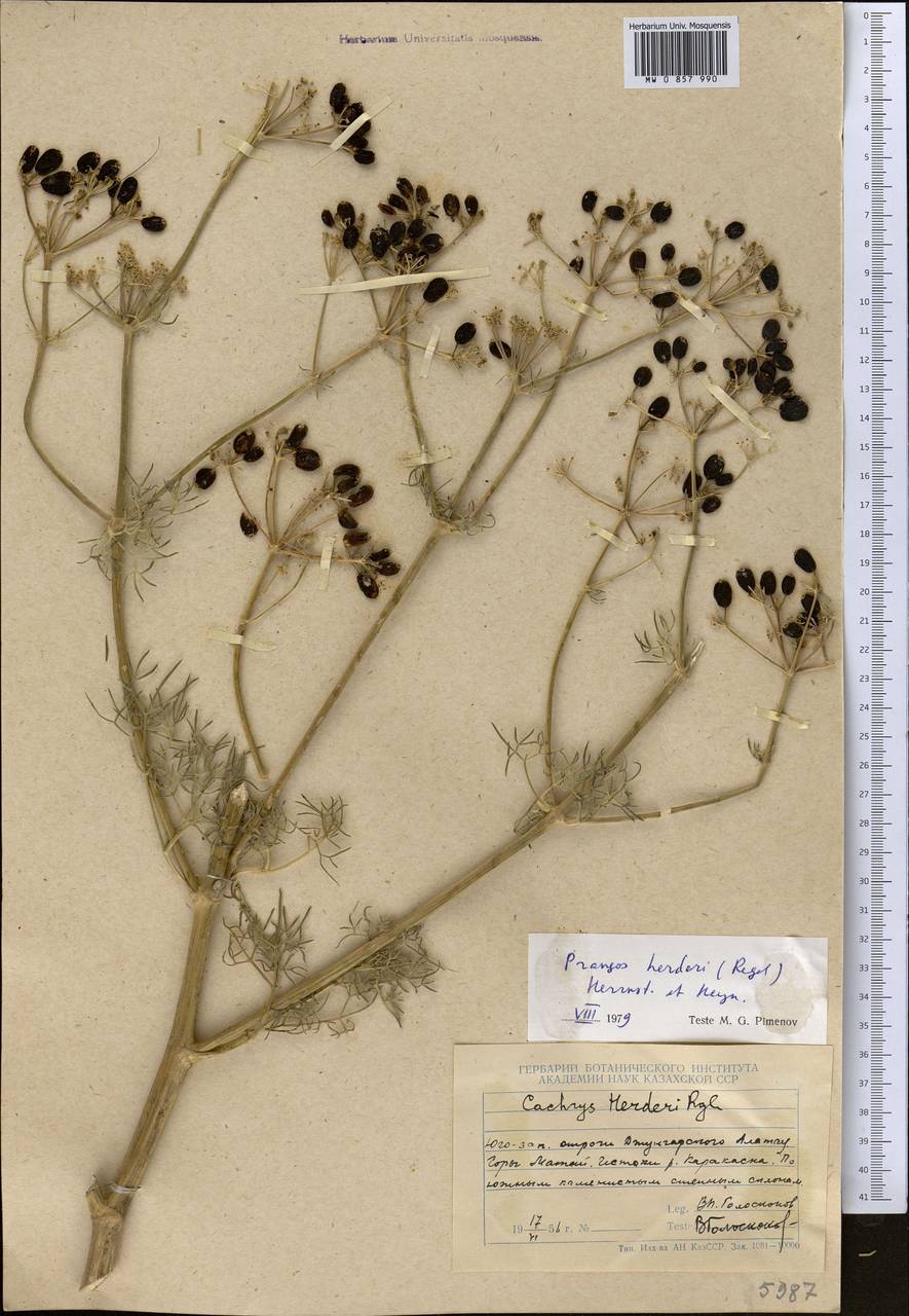 Prangos herderi (Regel) Herrnst. & Heyn, Middle Asia, Dzungarian Alatau & Tarbagatai (M5) (Kazakhstan)