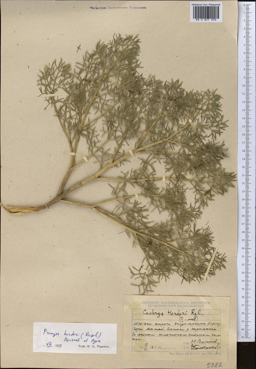 Prangos herderi (Regel) Herrnst. & Heyn, Middle Asia, Dzungarian Alatau & Tarbagatai (M5) (Kazakhstan)