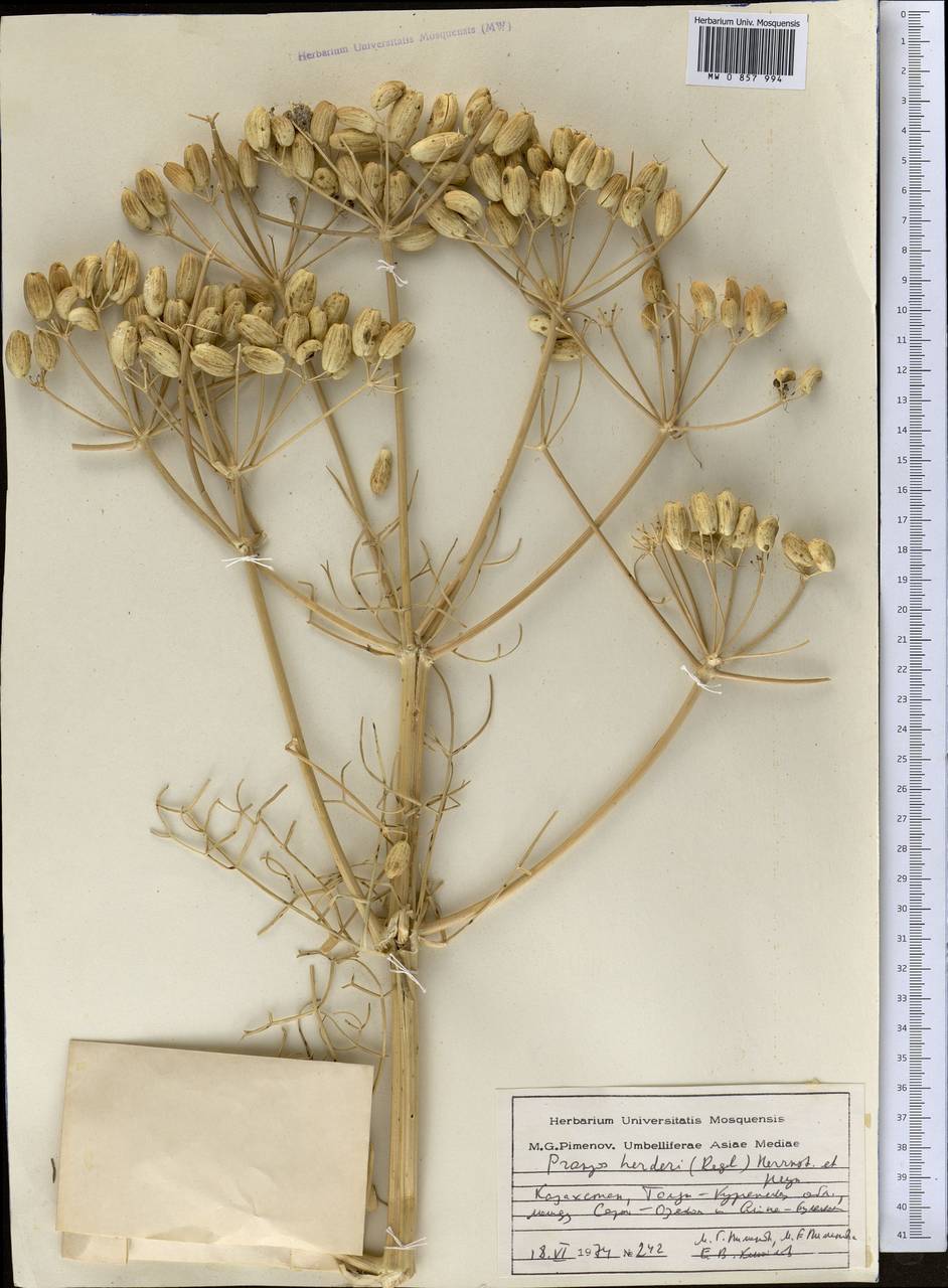 Prangos herderi (Regel) Herrnst. & Heyn, Middle Asia, Dzungarian Alatau & Tarbagatai (M5) (Kazakhstan)