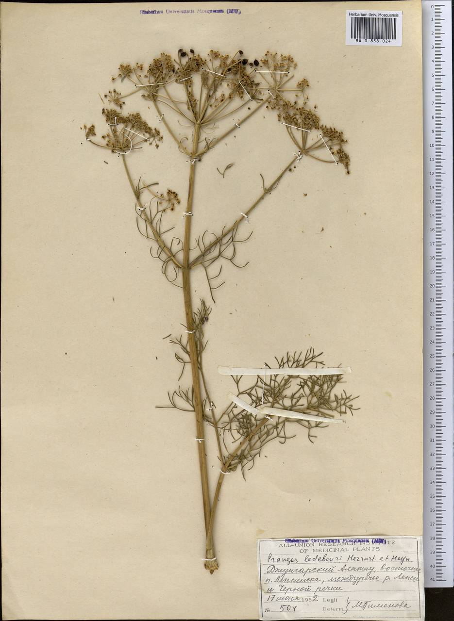 Prangos ledebourii Herrnst. & Heyn, Middle Asia, Dzungarian Alatau & Tarbagatai (M5) (Kazakhstan)