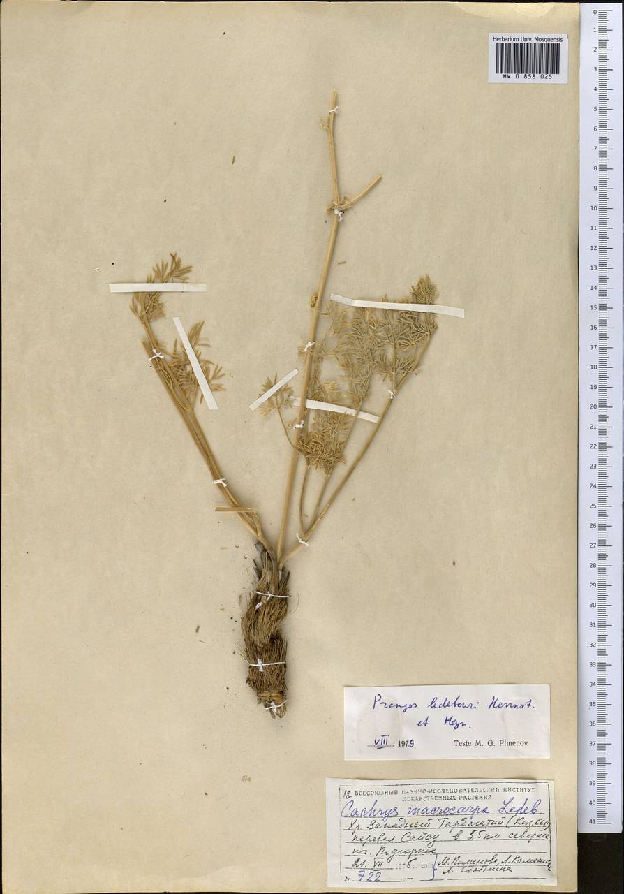 Prangos ledebourii Herrnst. & Heyn, Middle Asia, Dzungarian Alatau & Tarbagatai (M5) (Kazakhstan)