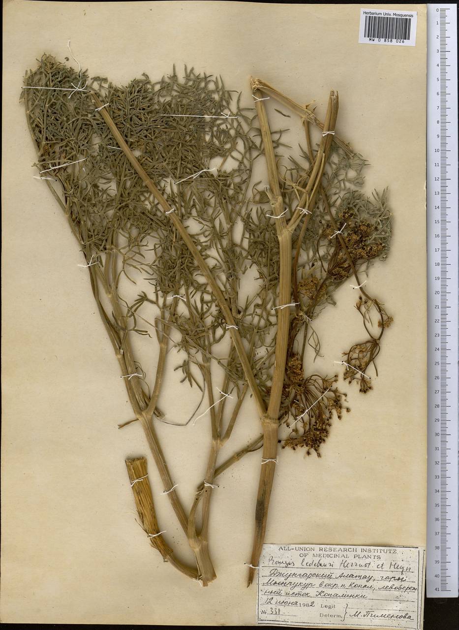 Prangos ledebourii Herrnst. & Heyn, Middle Asia, Dzungarian Alatau & Tarbagatai (M5) (Kazakhstan)