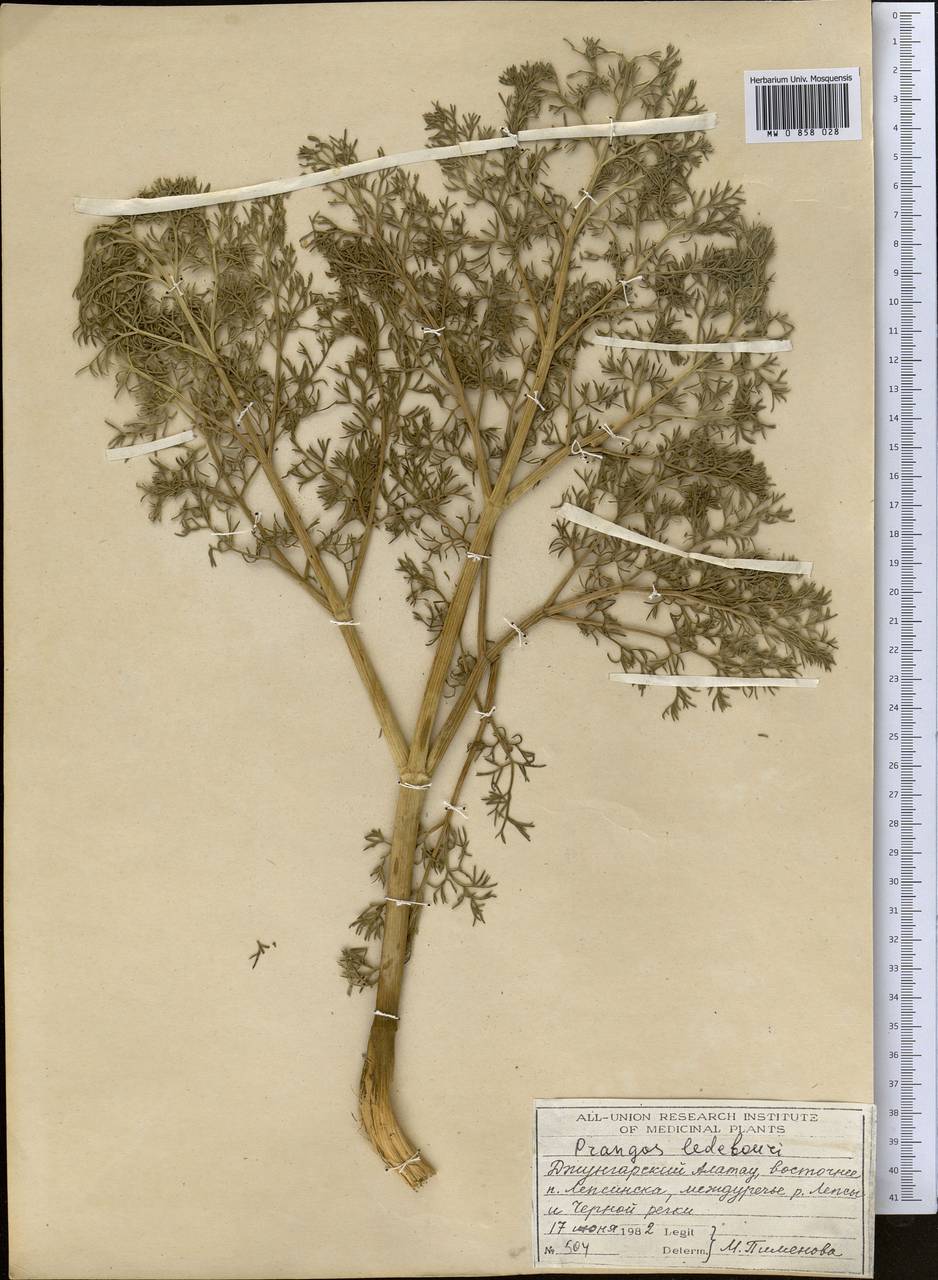 Prangos ledebourii Herrnst. & Heyn, Middle Asia, Dzungarian Alatau & Tarbagatai (M5) (Kazakhstan)