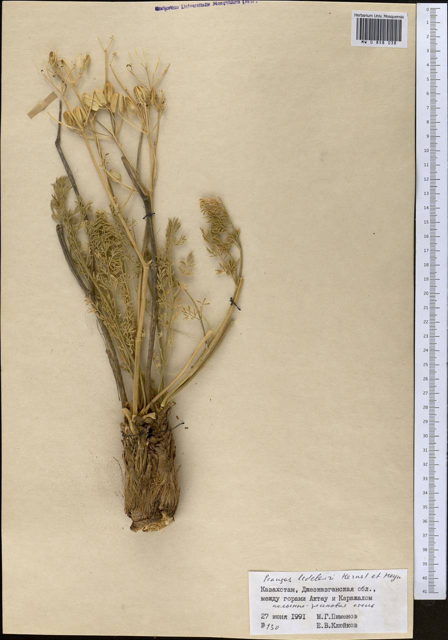 Prangos ledebourii Herrnst. & Heyn, Middle Asia, Muyunkumy, Balkhash & Betpak-Dala (M9) (Kazakhstan)