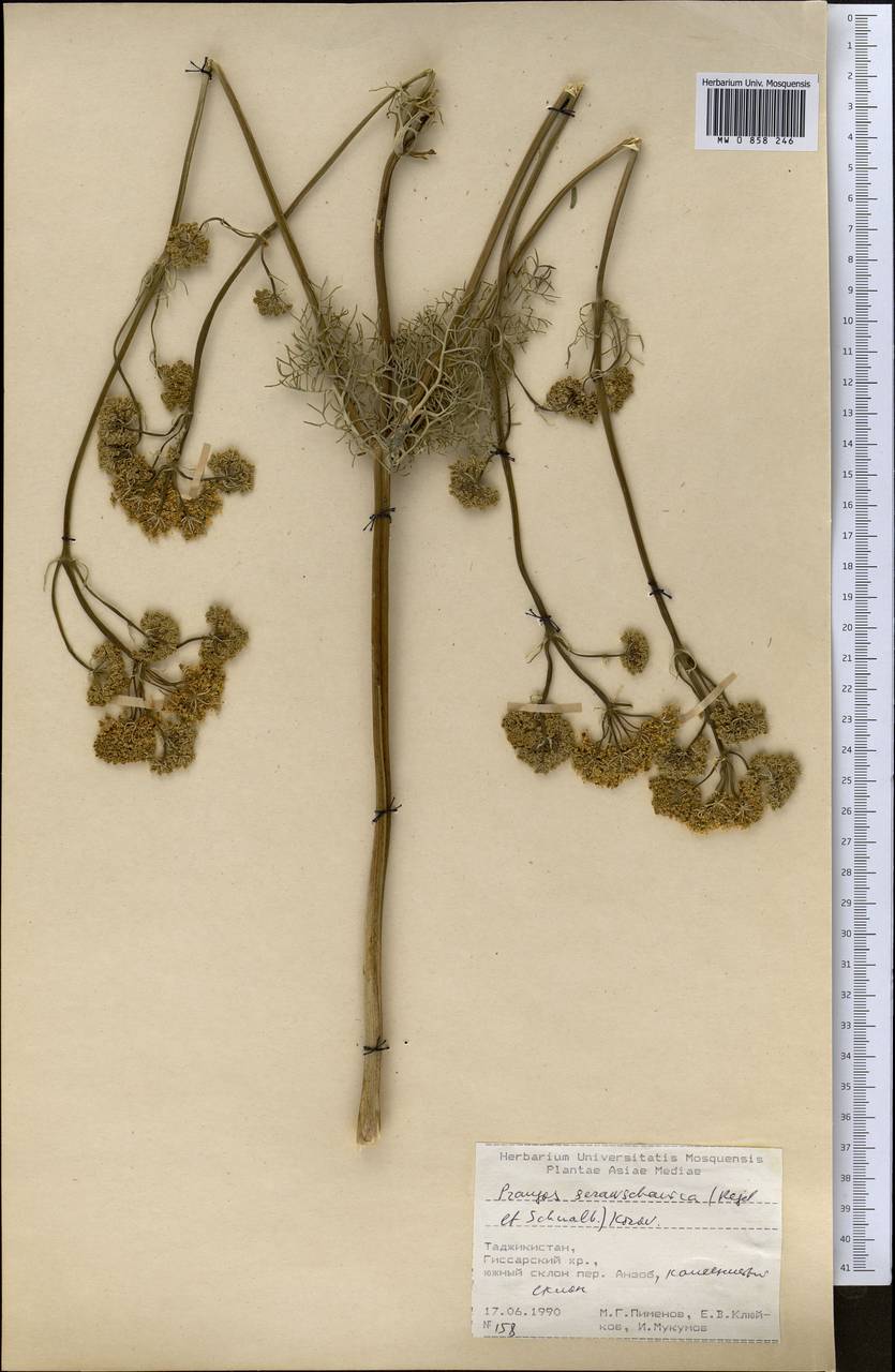 Prangos pabularia subsp. sarawschanica (Regel & Schmalh.) Lyskov & Pimenov, Middle Asia, Pamir & Pamiro-Alai (M2) (Tajikistan)