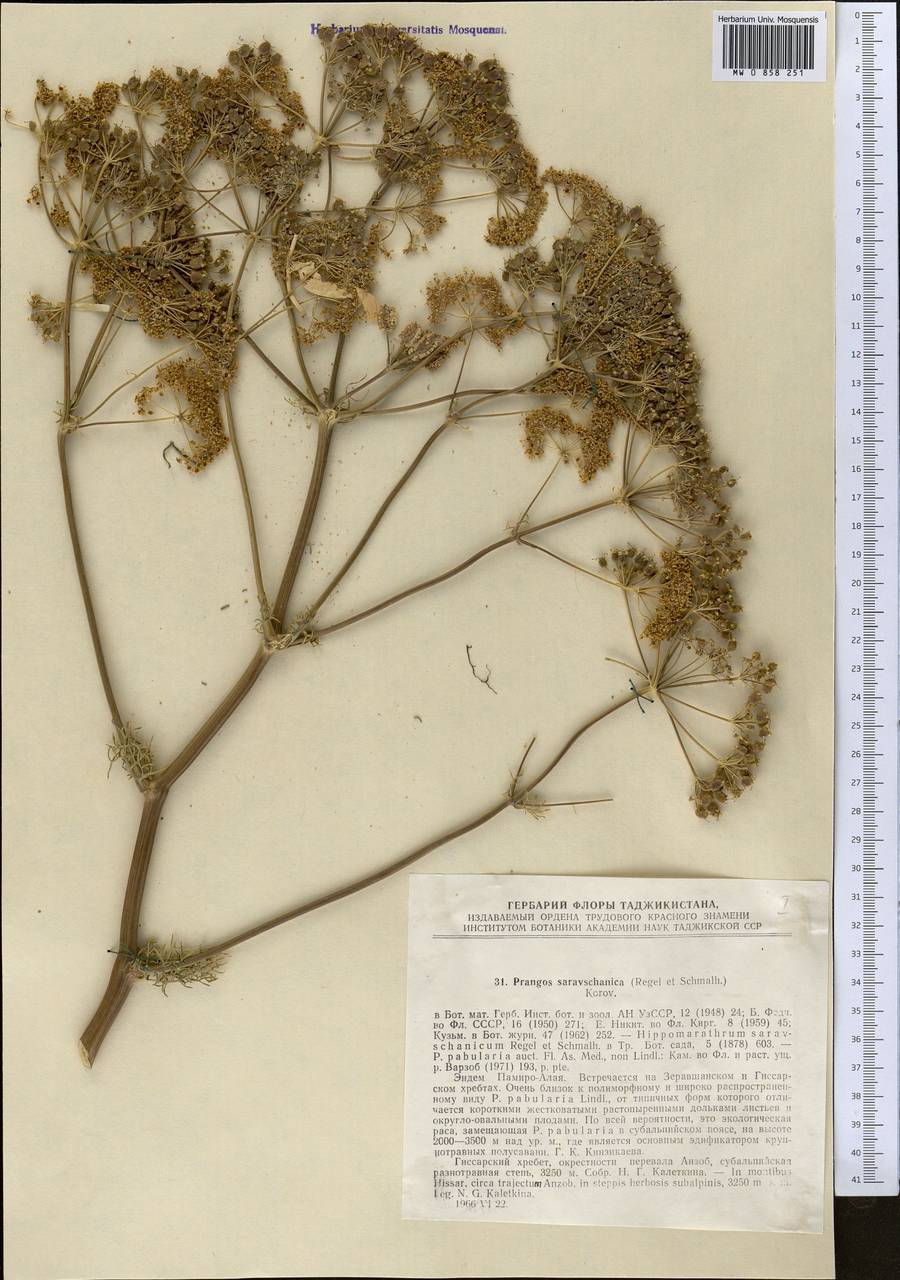 Prangos pabularia subsp. sarawschanica (Regel & Schmalh.) Lyskov & Pimenov, Middle Asia, Pamir & Pamiro-Alai (M2) (Tajikistan)
