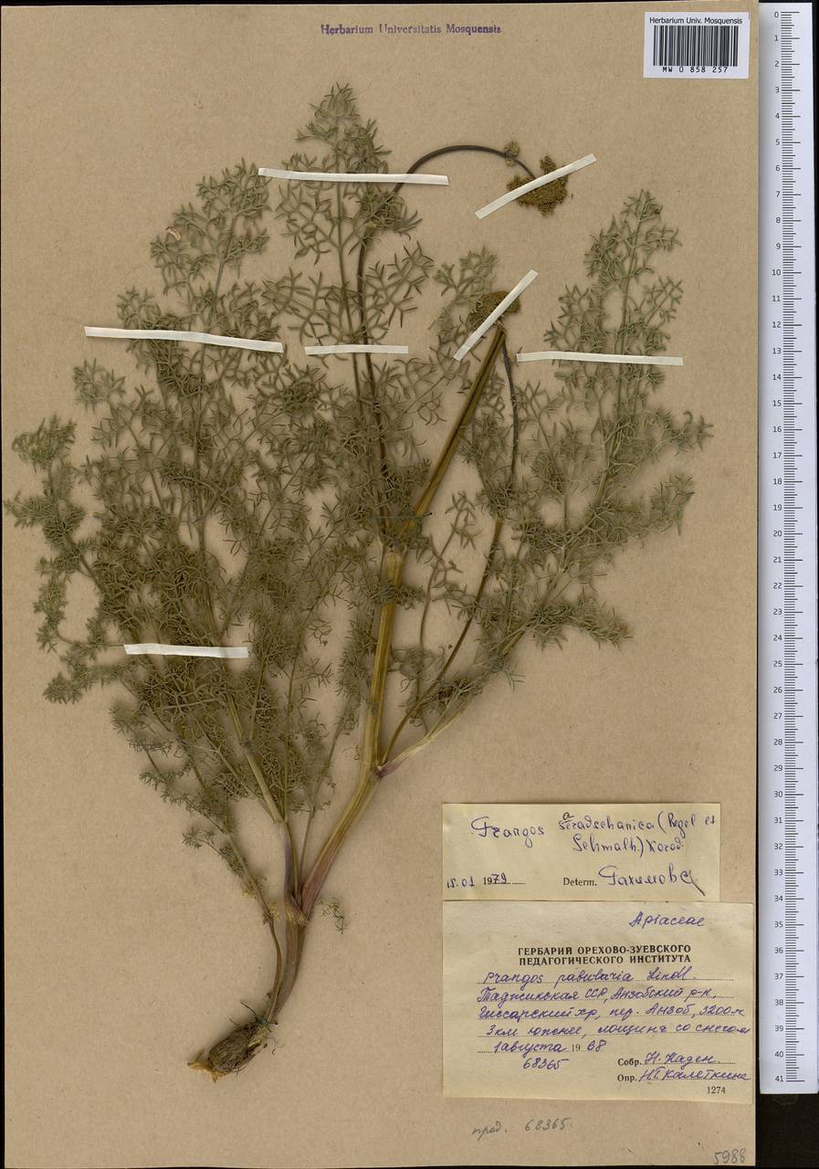 Prangos pabularia subsp. sarawschanica (Regel & Schmalh.) Lyskov & Pimenov, Middle Asia, Pamir & Pamiro-Alai (M2) (Tajikistan)