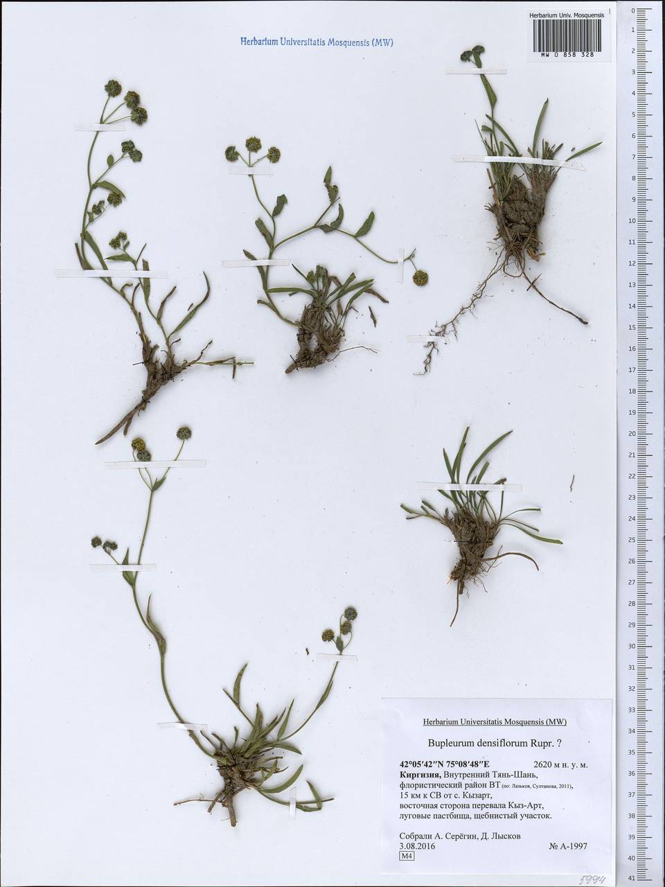 Bupleurum densiflorum Rupr., Middle Asia, Northern & Central Tian Shan (M4) (Kyrgyzstan)
