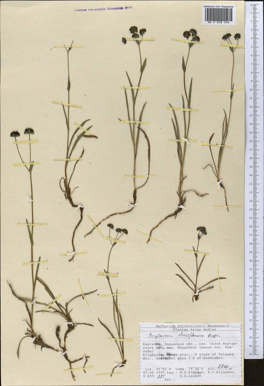 Bupleurum densiflorum Rupr., Middle Asia, Northern & Central Tian Shan (M4) (Kyrgyzstan)