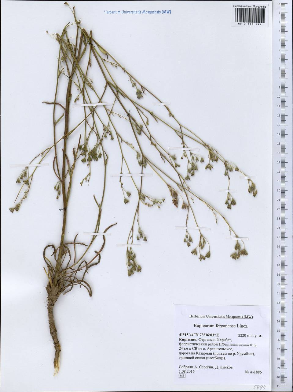 Bupleurum ferganense Linchevskii, Middle Asia, Western Tian Shan & Karatau (M3) (Kyrgyzstan)