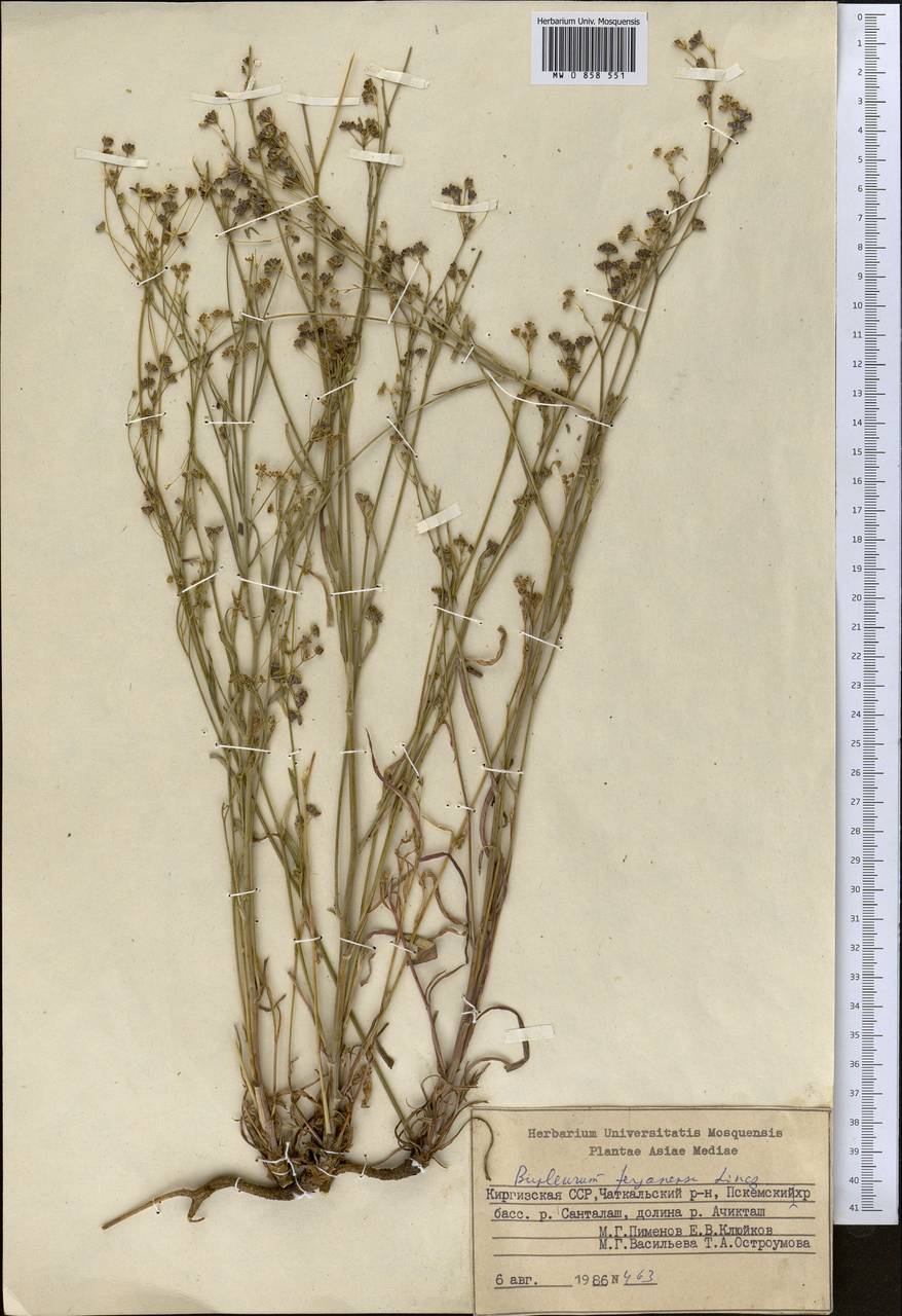 Bupleurum ferganense Linchevskii, Middle Asia, Western Tian Shan & Karatau (M3) (Kyrgyzstan)