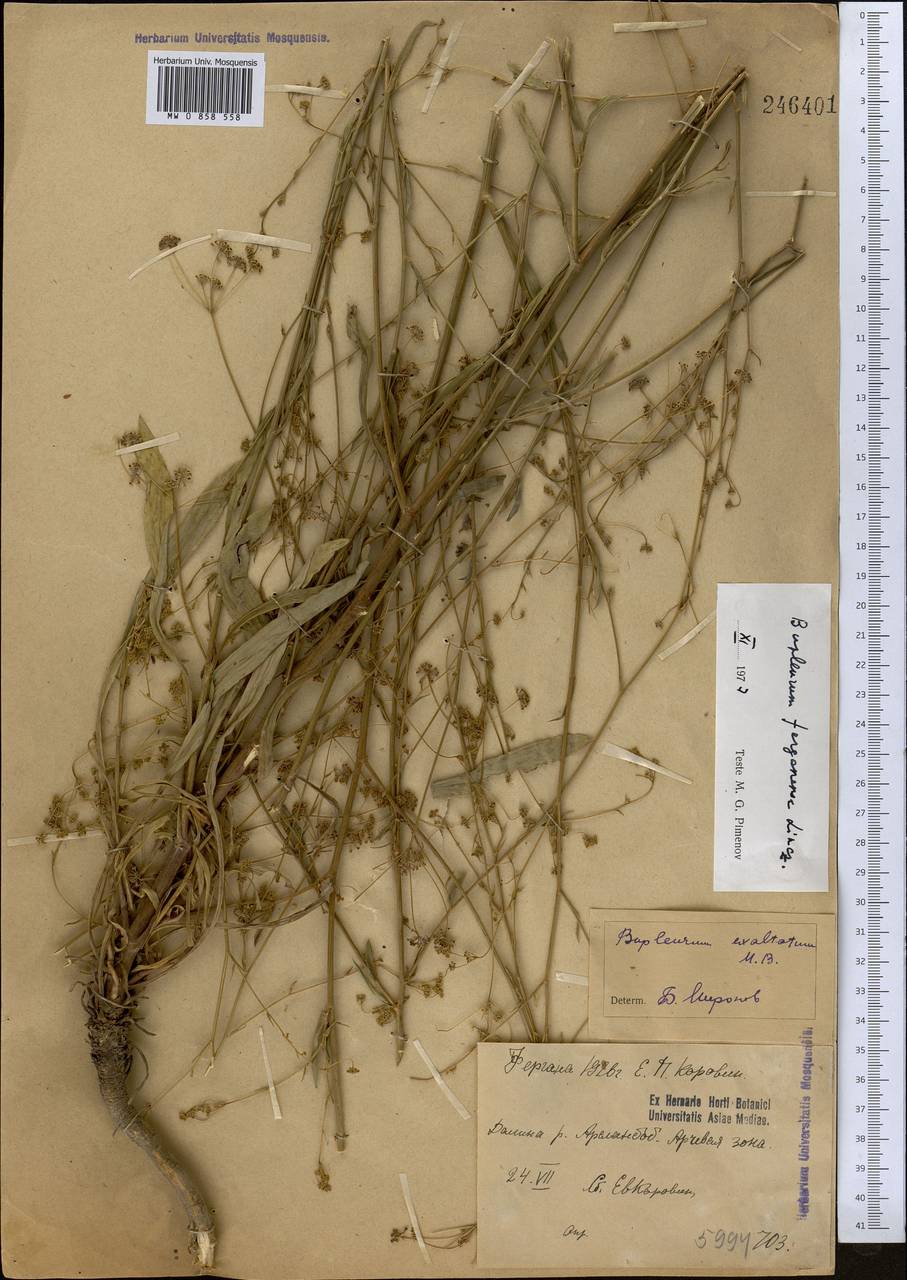 Bupleurum ferganense Linchevskii, Middle Asia, Western Tian Shan & Karatau (M3) (Kyrgyzstan)