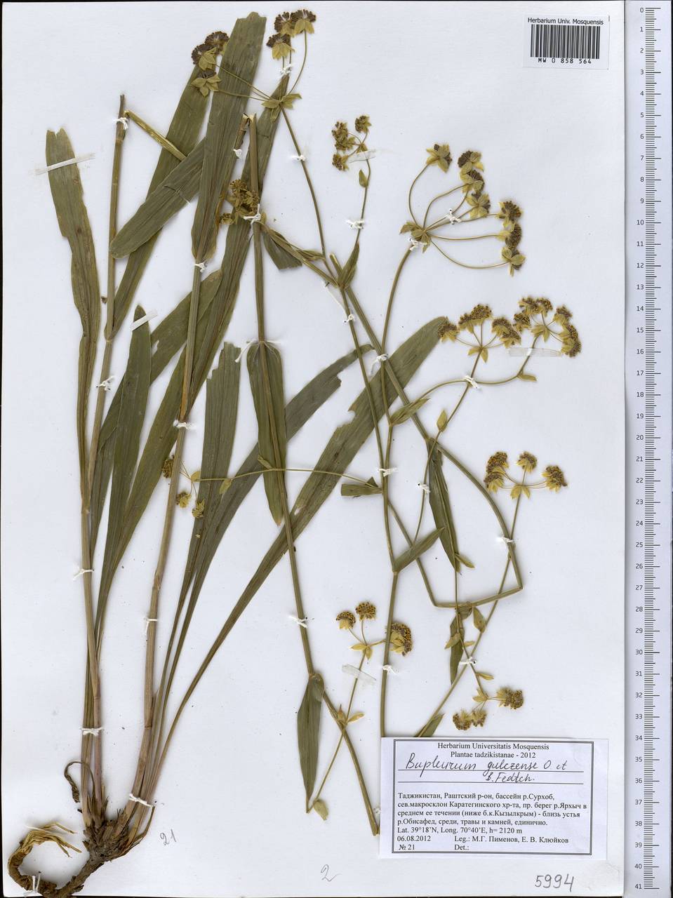 Bupleurum gulczense O.Fedtsch. & B.Fedtsch., Middle Asia, Pamir & Pamiro-Alai (M2) (Tajikistan)
