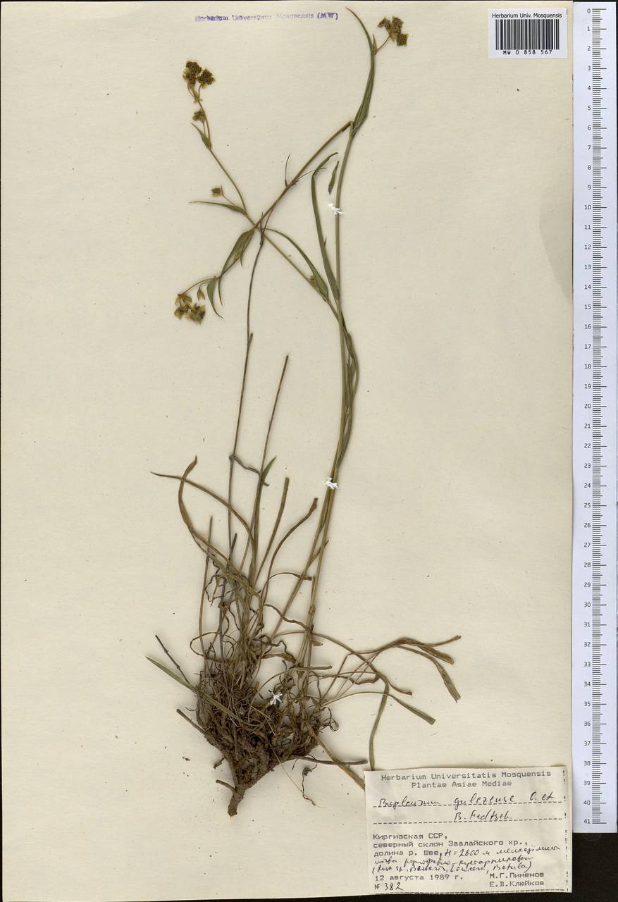 Bupleurum gulczense O.Fedtsch. & B.Fedtsch., Middle Asia, Pamir & Pamiro-Alai (M2) (Kyrgyzstan)