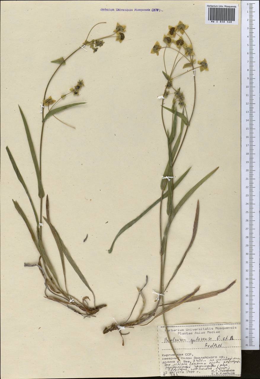 Bupleurum gulczense O.Fedtsch. & B.Fedtsch., Middle Asia, Pamir & Pamiro-Alai (M2) (Kyrgyzstan)