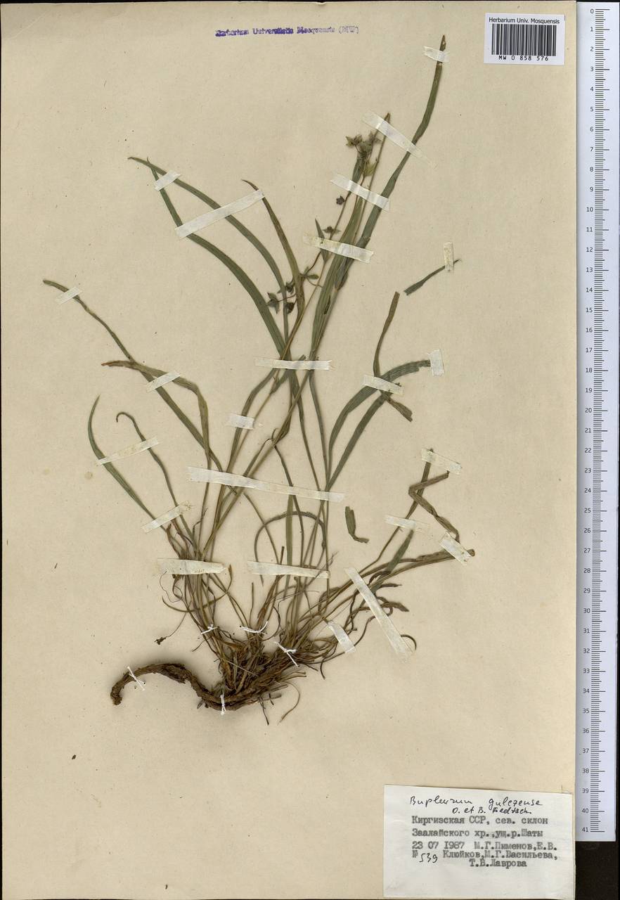 Bupleurum gulczense O.Fedtsch. & B.Fedtsch., Middle Asia, Pamir & Pamiro-Alai (M2) (Kyrgyzstan)