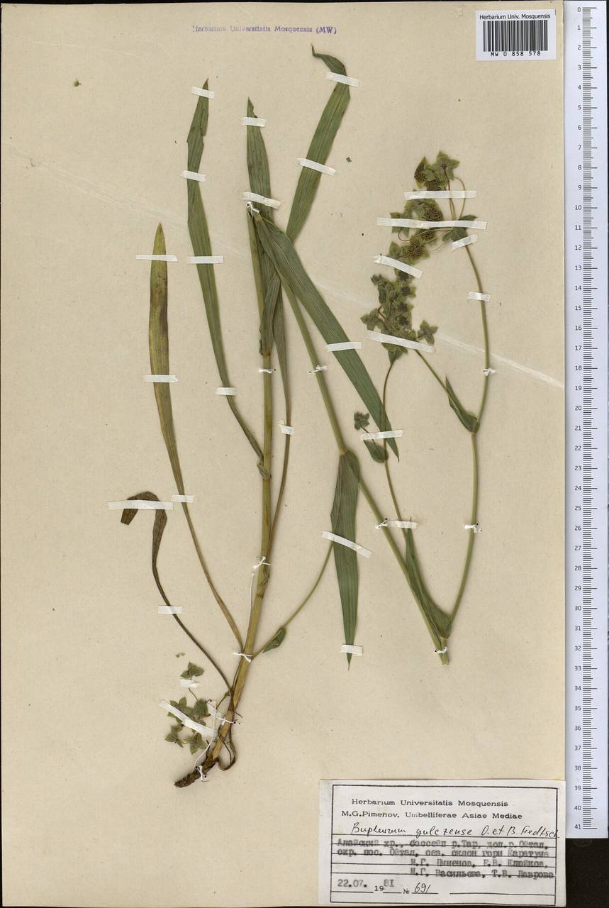 Bupleurum gulczense O.Fedtsch. & B.Fedtsch., Middle Asia, Pamir & Pamiro-Alai (M2) (Kyrgyzstan)