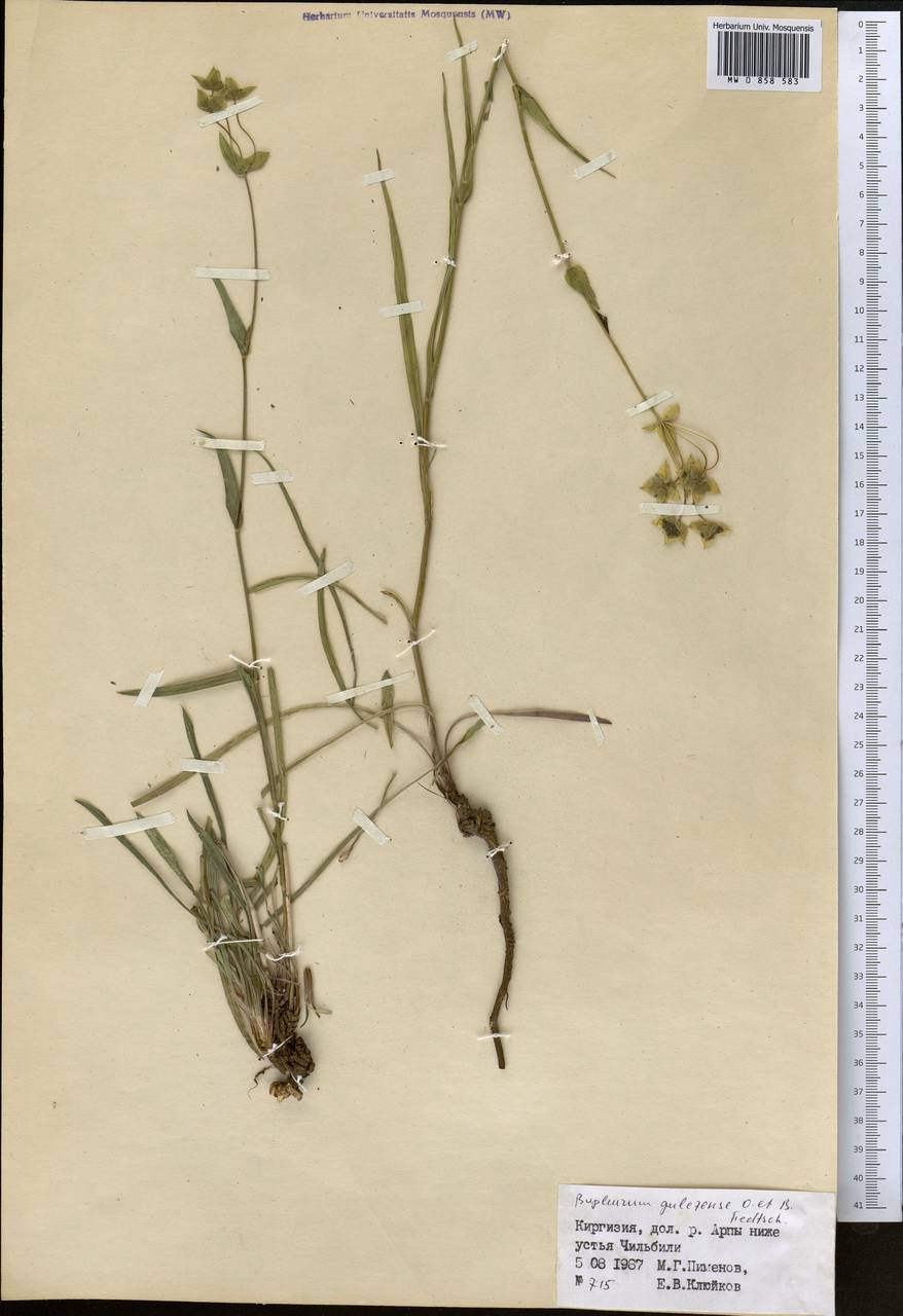 Bupleurum gulczense O.Fedtsch. & B.Fedtsch., Middle Asia, Northern & Central Tian Shan (M4) (Kyrgyzstan)