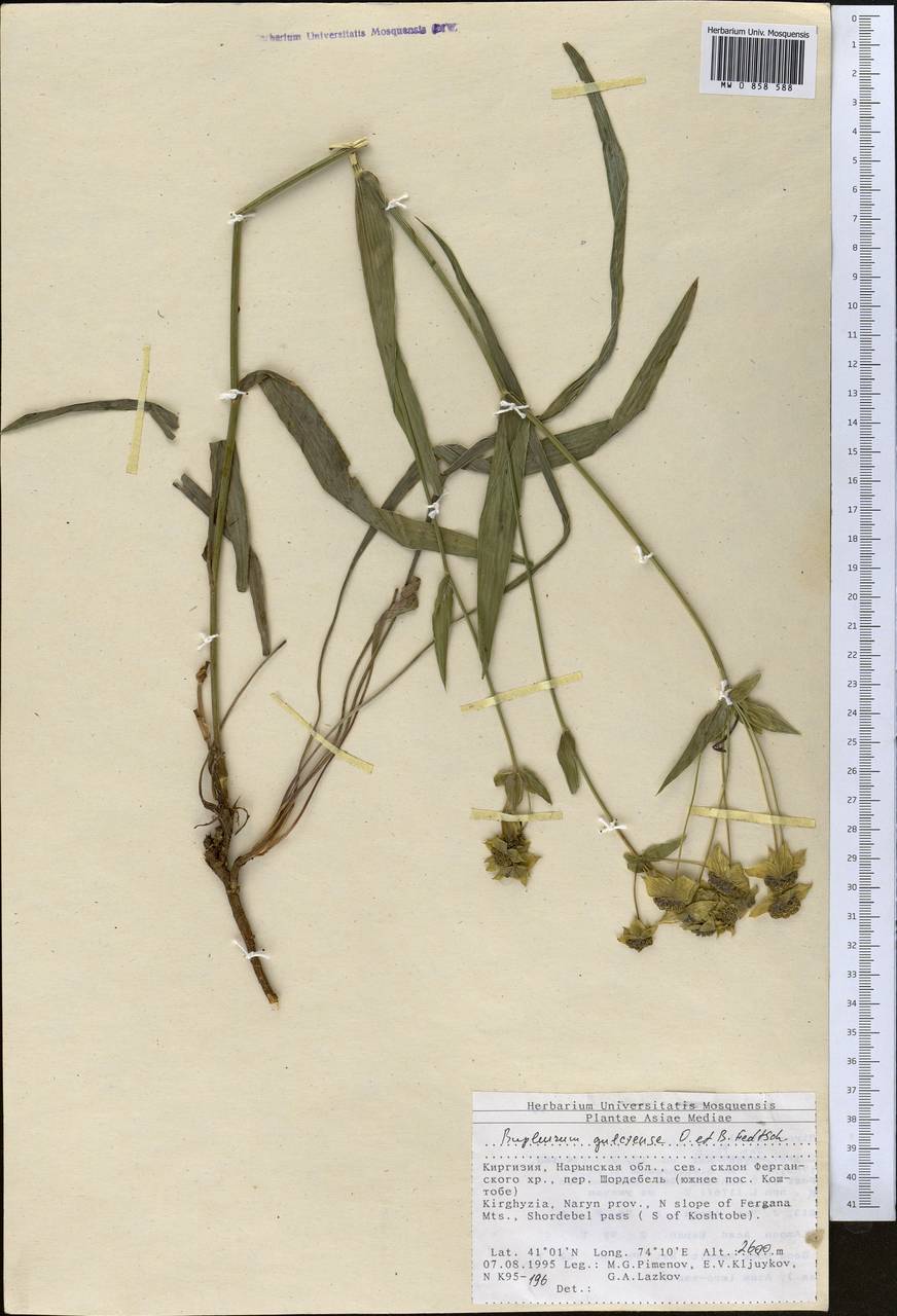 Bupleurum gulczense O.Fedtsch. & B.Fedtsch., Middle Asia, Northern & Central Tian Shan (M4) (Kyrgyzstan)