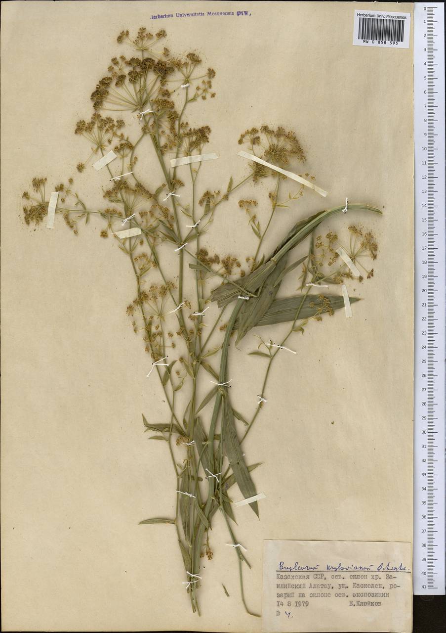 Bupleurum krylovianum Schischk. ex G.V.Krylov, Middle Asia, Northern & Central Tian Shan (M4) (Kazakhstan)