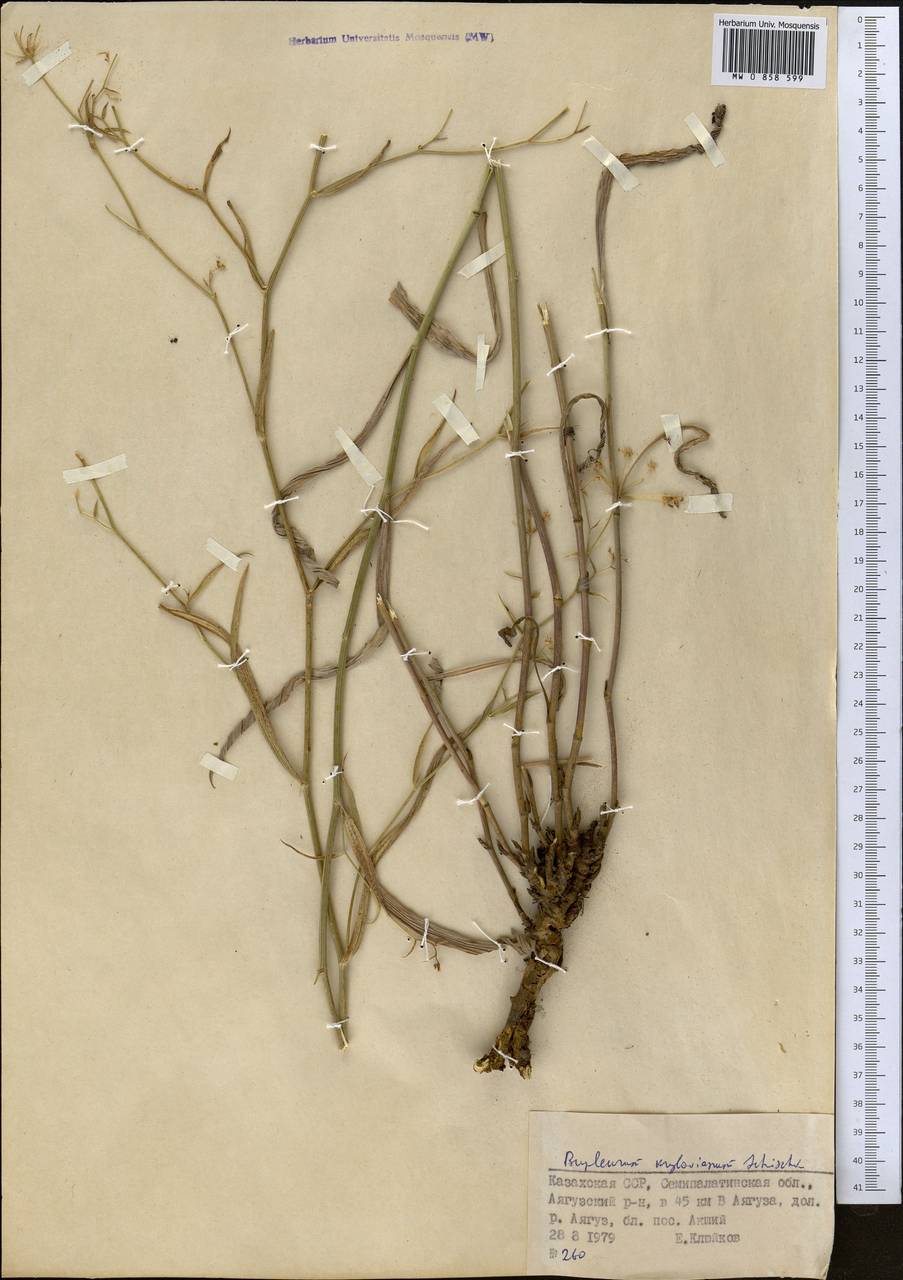 Bupleurum krylovianum Schischk. ex G.V.Krylov, Middle Asia, Dzungarian Alatau & Tarbagatai (M5) (Kazakhstan)