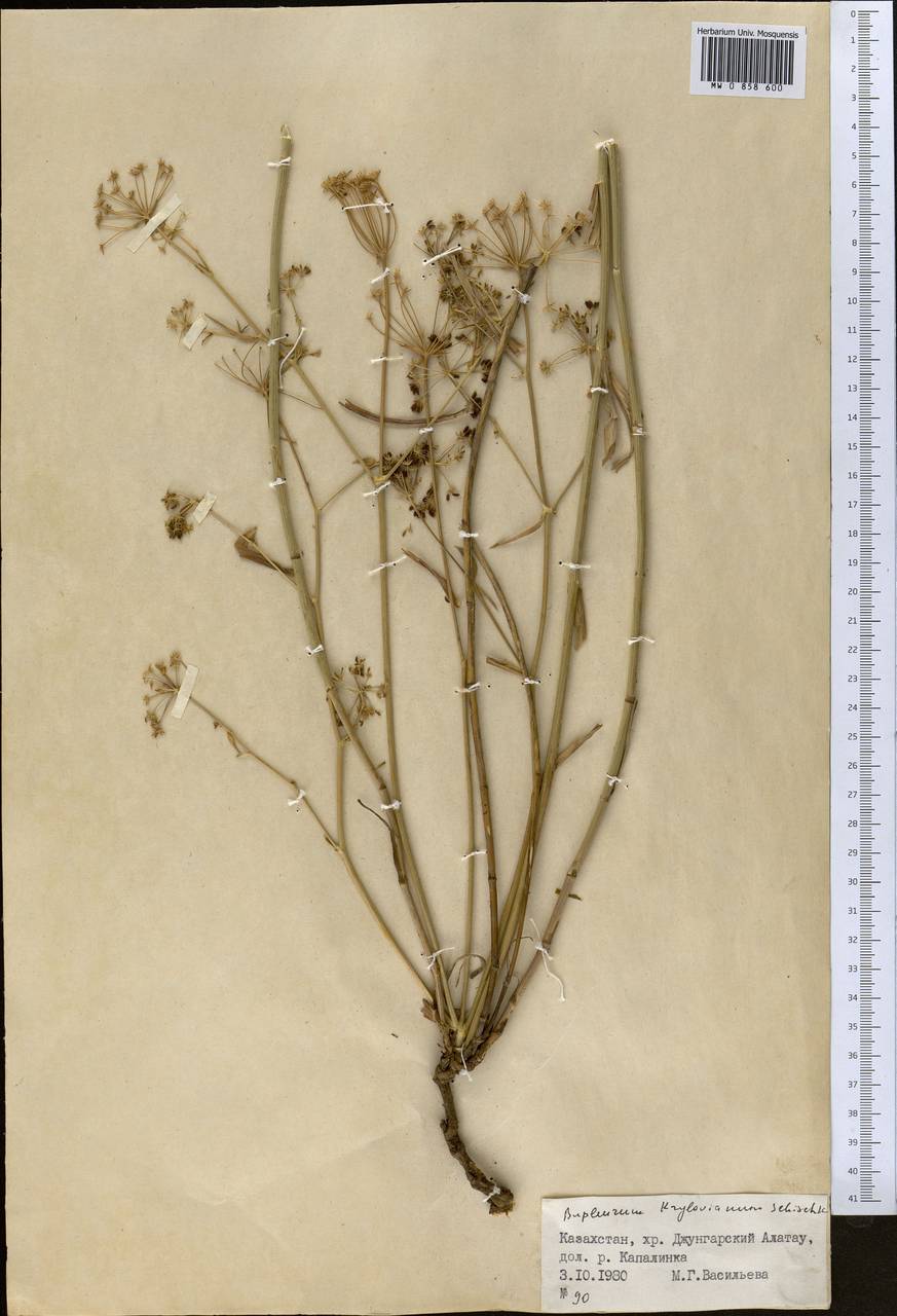 Bupleurum krylovianum Schischk. ex G.V.Krylov, Middle Asia, Dzungarian Alatau & Tarbagatai (M5) (Kazakhstan)