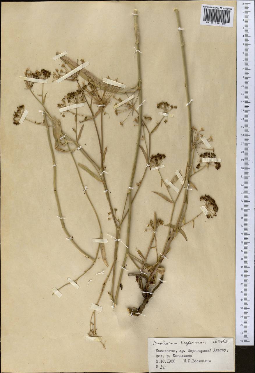 Bupleurum krylovianum Schischk. ex G.V.Krylov, Middle Asia, Dzungarian Alatau & Tarbagatai (M5) (Kazakhstan)