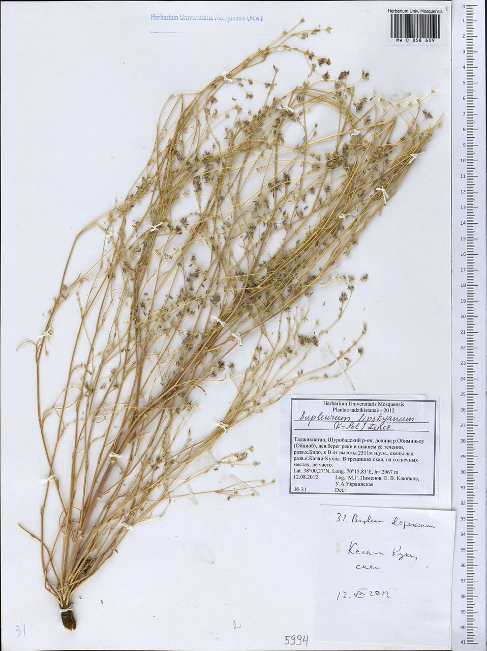 Bupleurum lipskyanum (Koso-Pol.) Lincz., Middle Asia, Pamir & Pamiro-Alai (M2) (Tajikistan)
