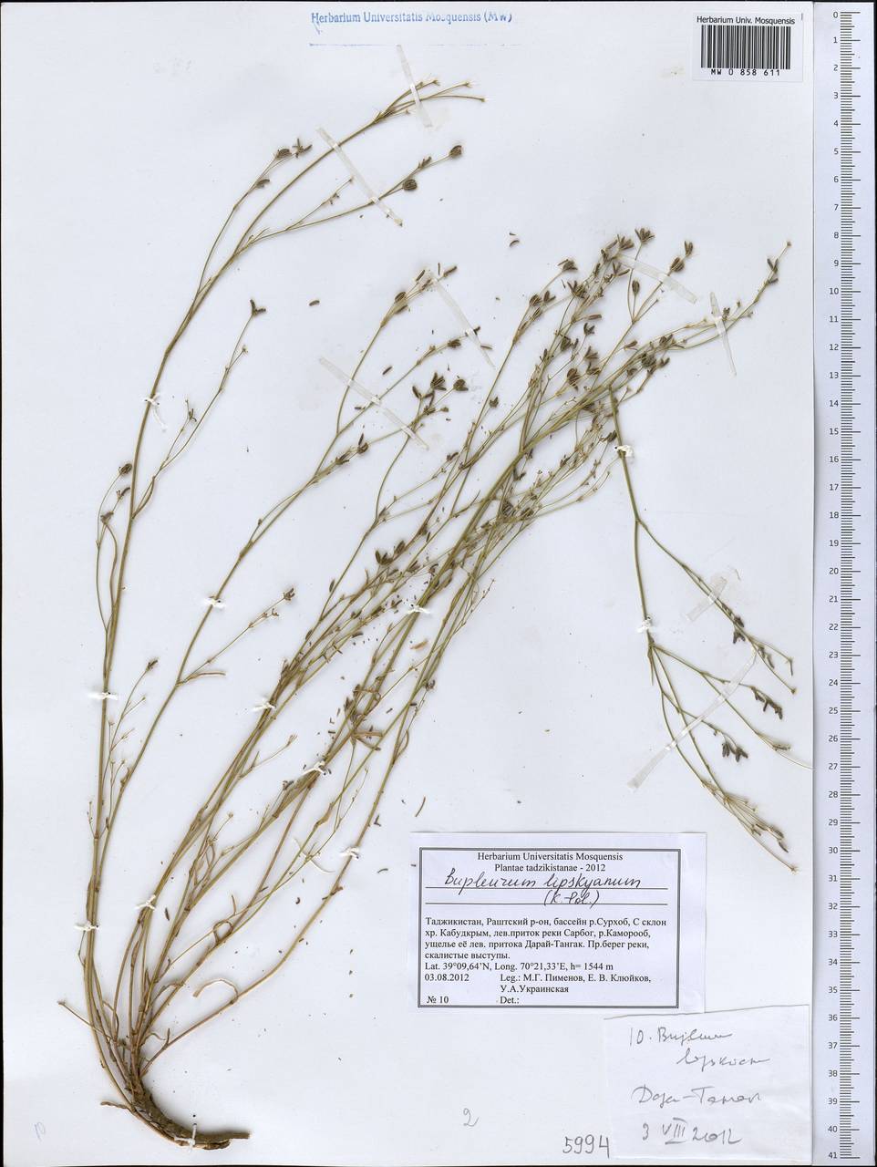 Bupleurum lipskyanum (Koso-Pol.) Lincz., Middle Asia, Pamir & Pamiro-Alai (M2) (Tajikistan)