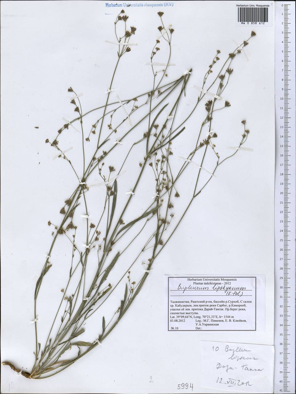 Bupleurum lipskyanum (Koso-Pol.) Lincz., Middle Asia, Pamir & Pamiro-Alai (M2) (Tajikistan)