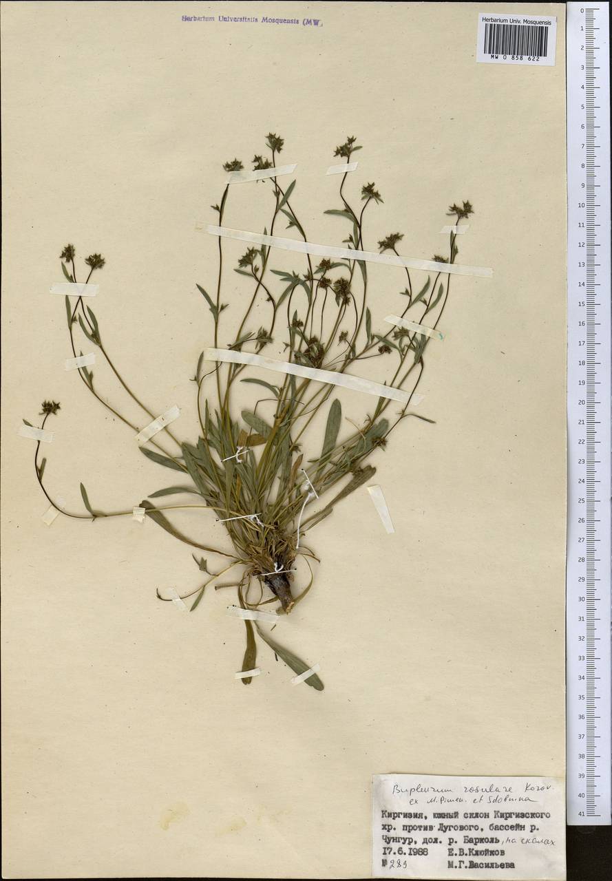 Bupleurum rosulare Korovin ex Pimenov & Sdobnina, Middle Asia, Northern & Central Tian Shan (M4) (Kyrgyzstan)