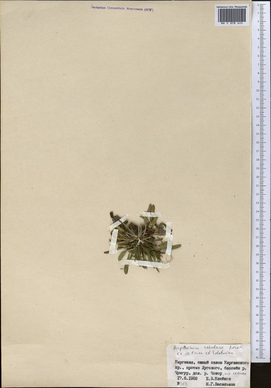 Bupleurum rosulare Korovin ex Pimenov & Sdobnina, Middle Asia, Northern & Central Tian Shan (M4) (Kyrgyzstan)