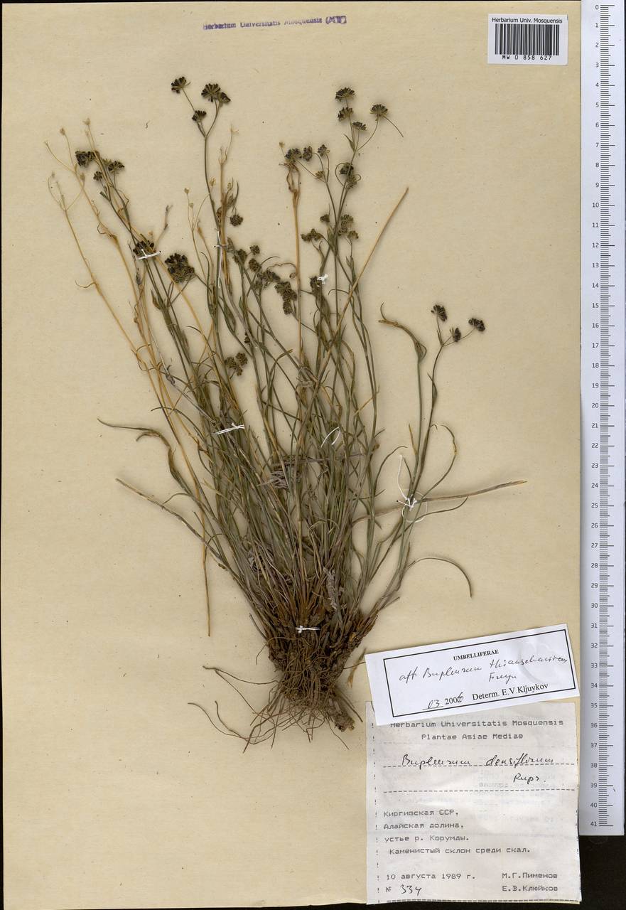 Bupleurum thianschanicum Freyn, Middle Asia, Pamir & Pamiro-Alai (M2) (Kyrgyzstan)