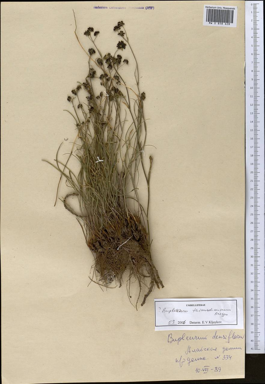 Bupleurum thianschanicum Freyn, Middle Asia, Pamir & Pamiro-Alai (M2) (Kyrgyzstan)