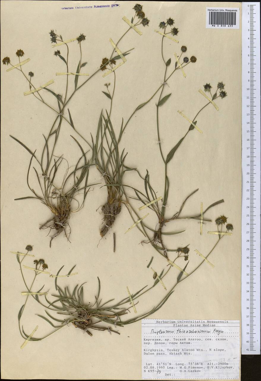 Bupleurum thianschanicum Freyn, Middle Asia, Northern & Central Tian Shan (M4) (Kyrgyzstan)