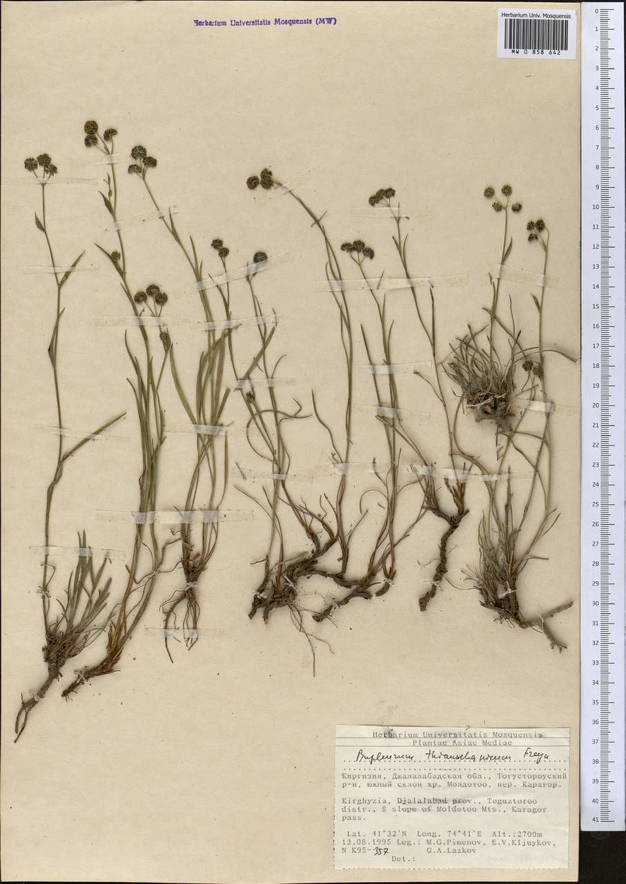 Bupleurum thianschanicum Freyn, Middle Asia, Northern & Central Tian Shan (M4) (Kyrgyzstan)